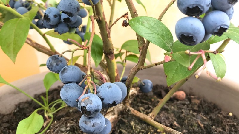 Beste bessenplanten voor containers:15 compacte variëteiten 