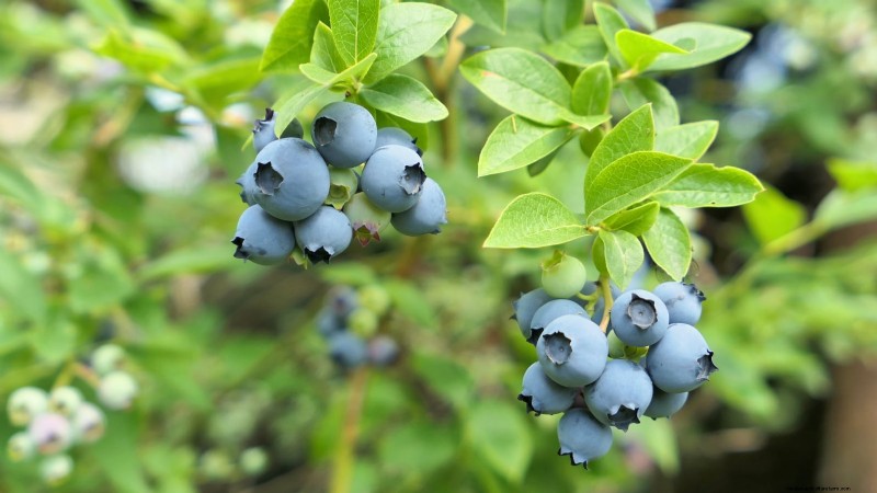 Beste bessenplanten voor containers:15 compacte variëteiten 