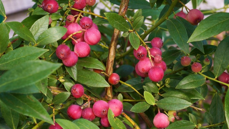 Beste bessenplanten voor containers:15 compacte variëteiten 