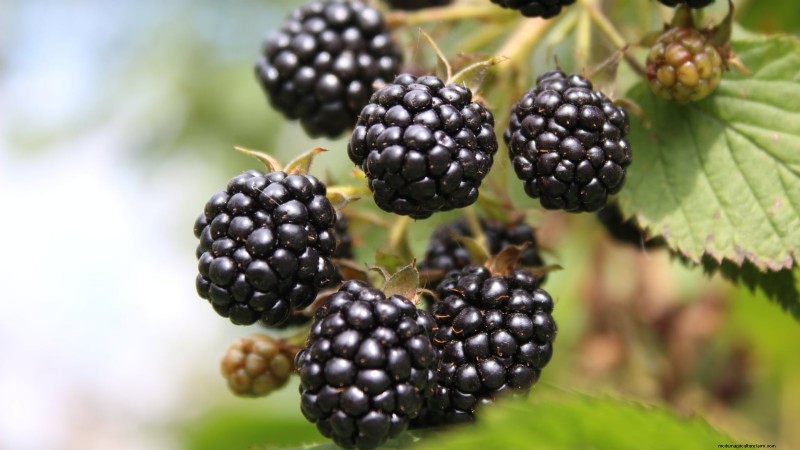 Beste bessenplanten voor containers:15 compacte variëteiten 
