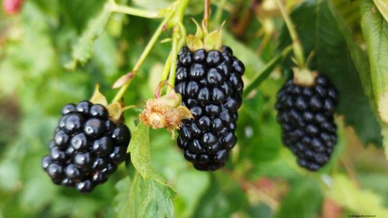 Beste bessenplanten voor containers:15 compacte variëteiten 