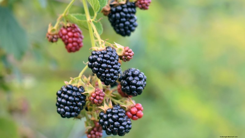 Beste bessenplanten voor containers:15 compacte variëteiten 