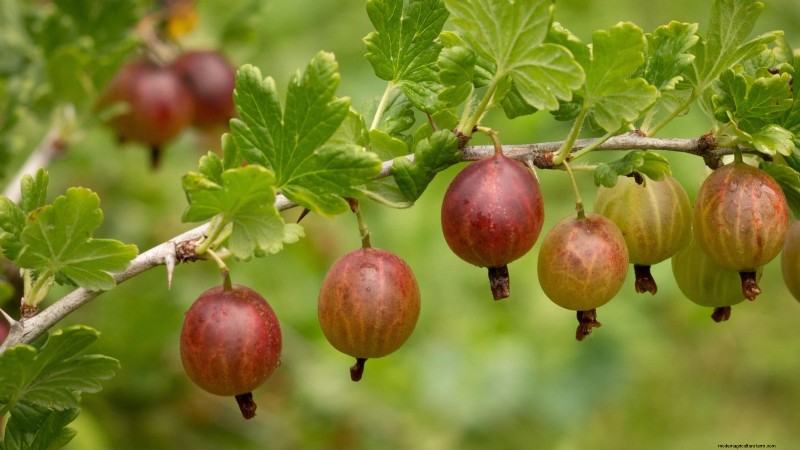 Beste bessenplanten voor containers:15 compacte variëteiten 