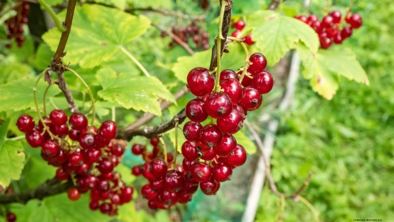 Beste bessenplanten voor containers:15 compacte variëteiten 