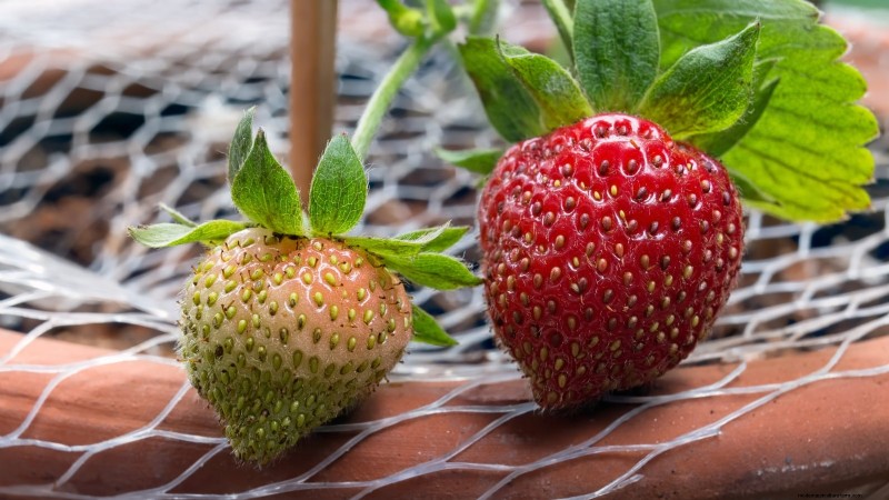 Bauen Sie üppige Erdbeeren an:8 Geheimnisse für saftige, aromatische Beeren 