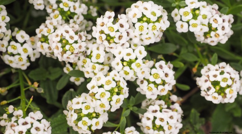Bauen Sie üppige Erdbeeren an:8 Geheimnisse für saftige, aromatische Beeren 