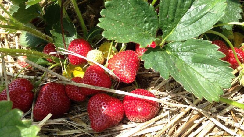 Bauen Sie üppige Erdbeeren an:8 Geheimnisse für saftige, aromatische Beeren 