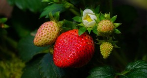 Gids voor het kweken van aardbeien:vermijd veelvoorkomende fouten voor een overvloedige oogst 