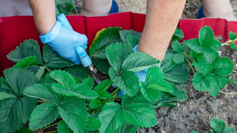 Leitfaden zum Erdbeeranbau:Vermeiden Sie häufige Fehler für eine reiche Ernte 