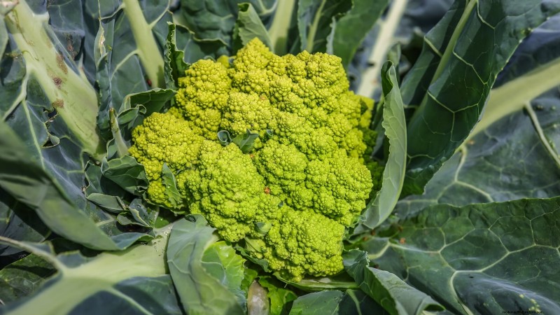 Siergroenten:15 prachtige variëteiten voor uw tuin 