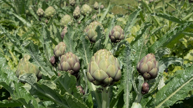 Siergroenten:15 prachtige variëteiten voor uw tuin 