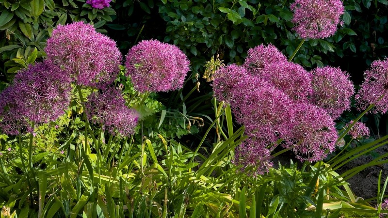 Siergroenten:15 prachtige variëteiten voor uw tuin 