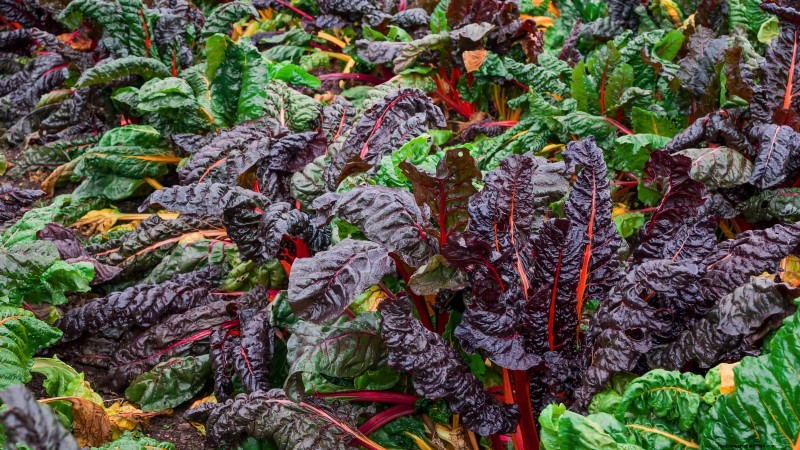 Siergroenten:15 prachtige variëteiten voor uw tuin 