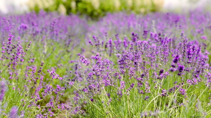 Siergroenten:15 prachtige variëteiten voor uw tuin 