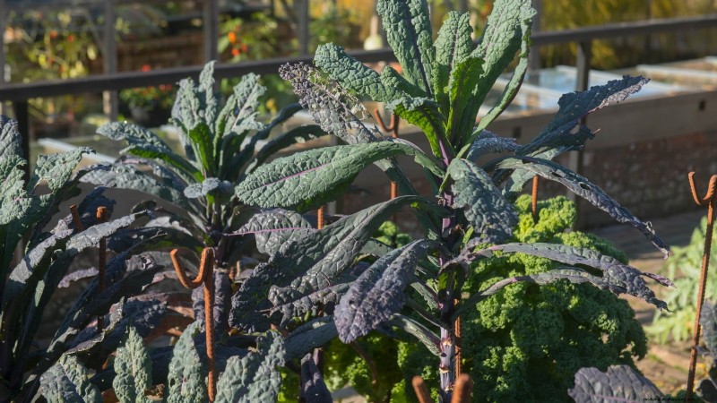 Siergroenten:15 prachtige variëteiten voor uw tuin 
