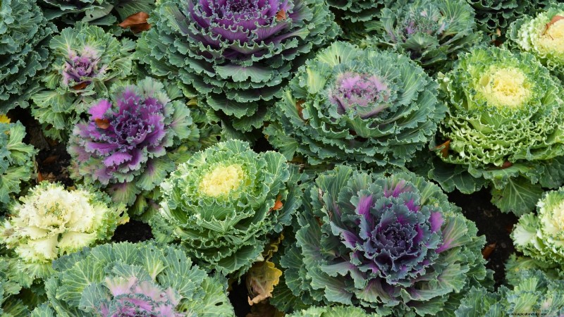 Siergroenten:15 prachtige variëteiten voor uw tuin 