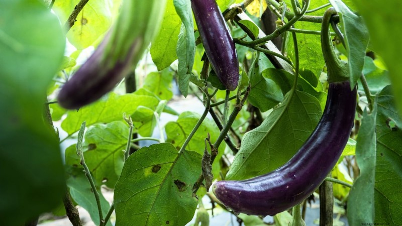Siergroenten:15 prachtige variëteiten voor uw tuin 