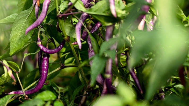 Siergroenten:15 prachtige variëteiten voor uw tuin 