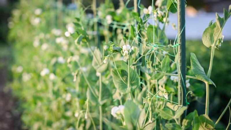 Siergroenten:15 prachtige variëteiten voor uw tuin 