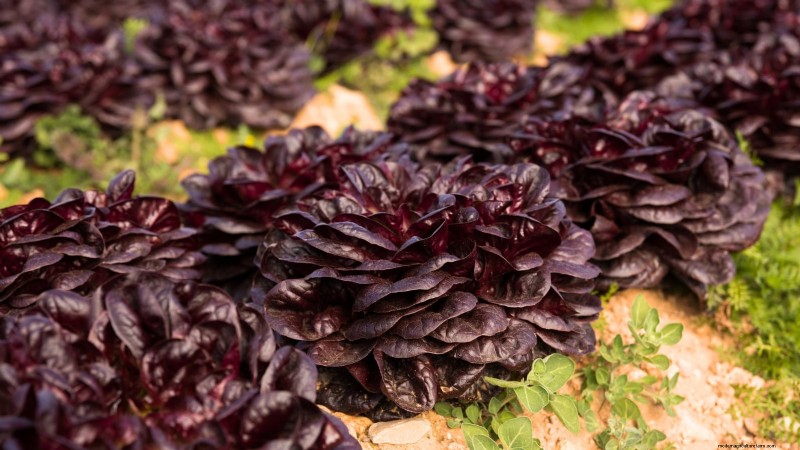 Siergroenten:15 prachtige variëteiten voor uw tuin 