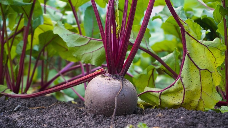 Siergroenten:15 prachtige variëteiten voor uw tuin 