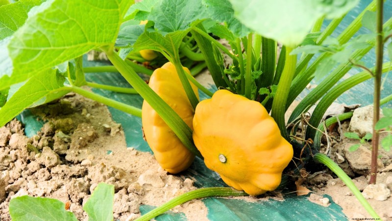 Siergroenten:15 prachtige variëteiten voor uw tuin 