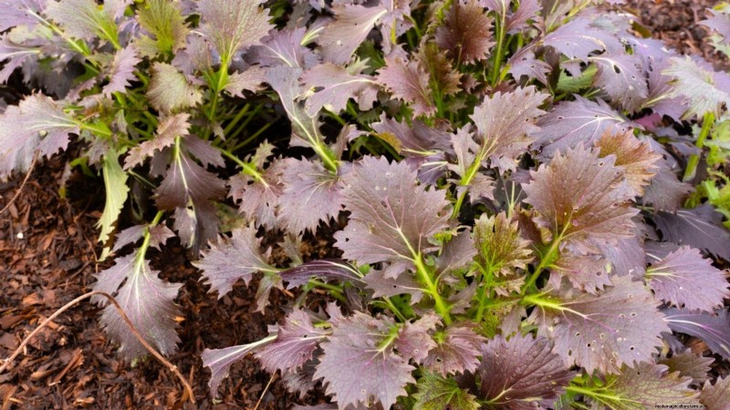 Siergroenten:15 prachtige variëteiten voor uw tuin 