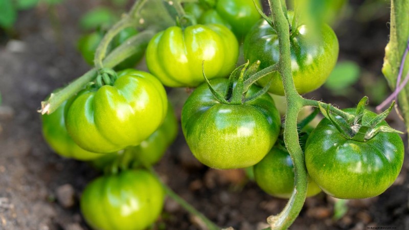Siergroenten:15 prachtige variëteiten voor uw tuin 