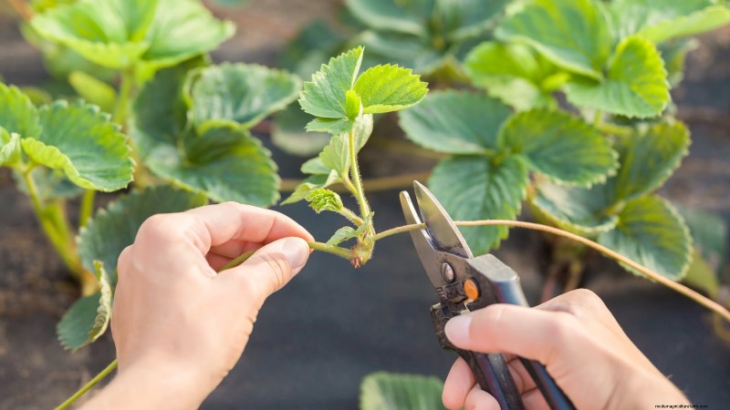 Maximaliseer de aardbeienopbrengst:de voordelen van het verwijderen van hardlopers 