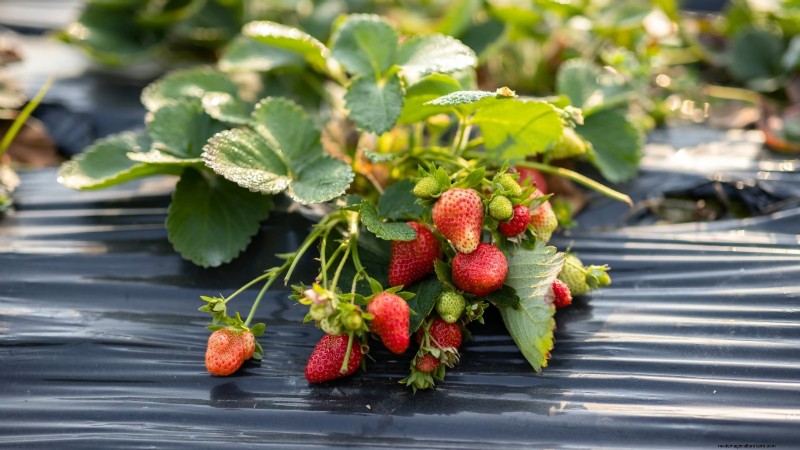 Maximaliseer de aardbeienopbrengst:de voordelen van het verwijderen van hardlopers 