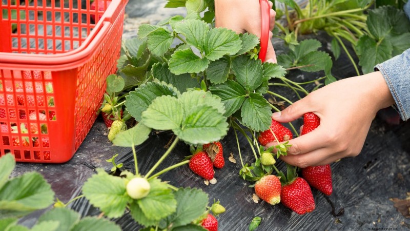 Maximaliseer de aardbeienopbrengst:de voordelen van het verwijderen van hardlopers 