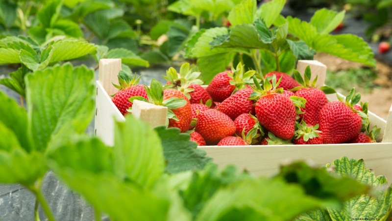 Maximaliseer de aardbeienopbrengst:de voordelen van het verwijderen van hardlopers 