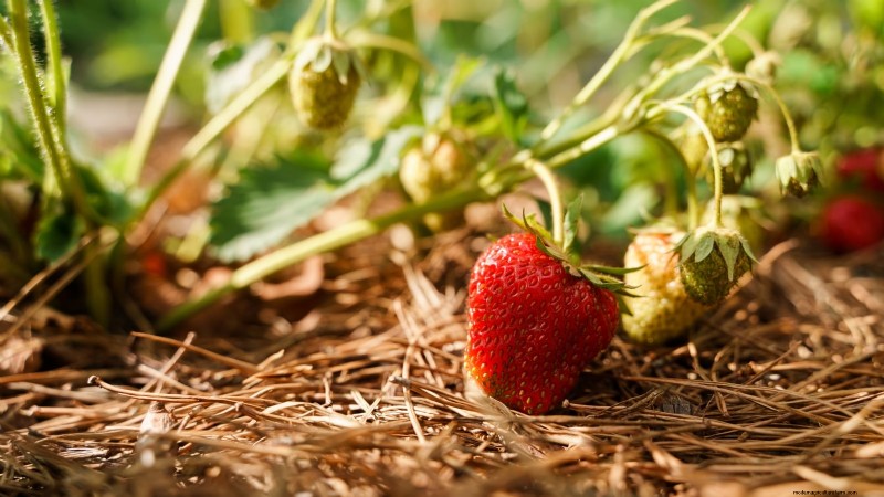 Maximaliseer de aardbeienopbrengst:de voordelen van het verwijderen van hardlopers 
