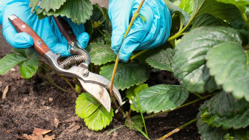 Maximaliseer de aardbeienopbrengst:de voordelen van het verwijderen van hardlopers 