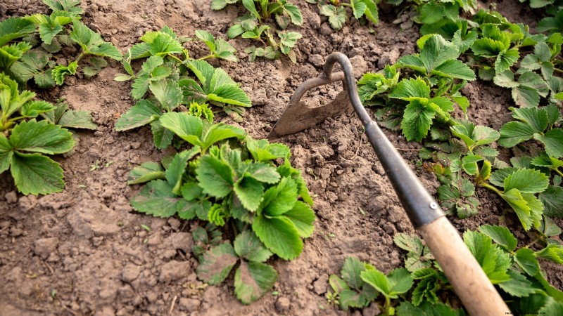 Maximaliseer de aardbeienopbrengst:de voordelen van het verwijderen van hardlopers 