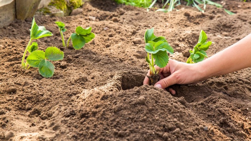 Maximaliseer de aardbeienopbrengst:de voordelen van het verwijderen van hardlopers 