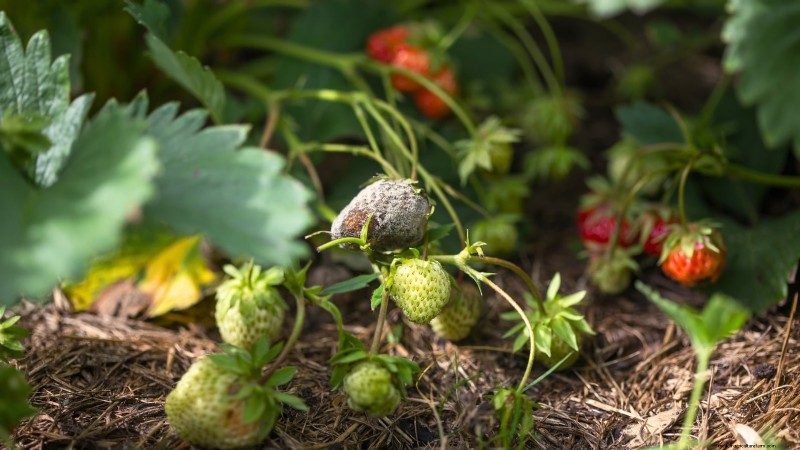 Maximaliseer de aardbeienopbrengst:de voordelen van het verwijderen van hardlopers 