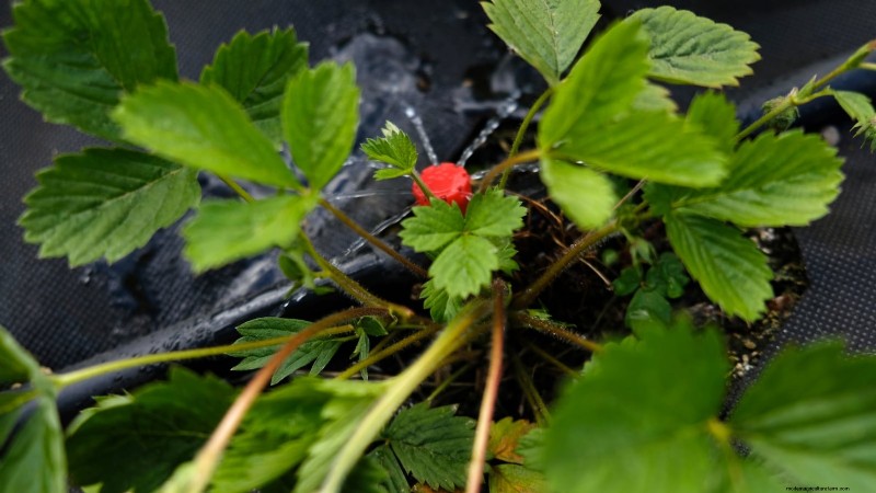Maximaliseer de aardbeienopbrengst:de voordelen van het verwijderen van hardlopers 