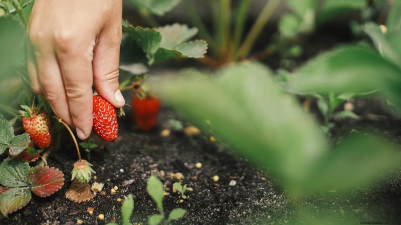 Maximaliseer de aardbeienopbrengst:de voordelen van het verwijderen van hardlopers 