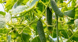 Beste tijd om komkommerzaden te planten:een gids per zone 