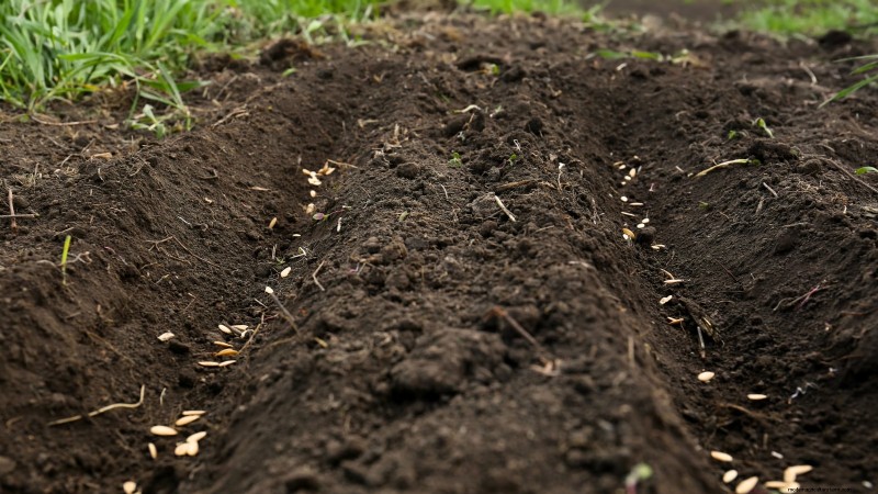 Beste Zeit zum Pflanzen von Gurkensamen:Ein Leitfaden für jede Zone 