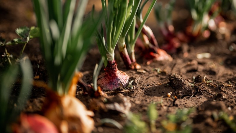 Zwiebeln:Samen vs. Sets – Welche ist die Beste für Ihren Garten? 