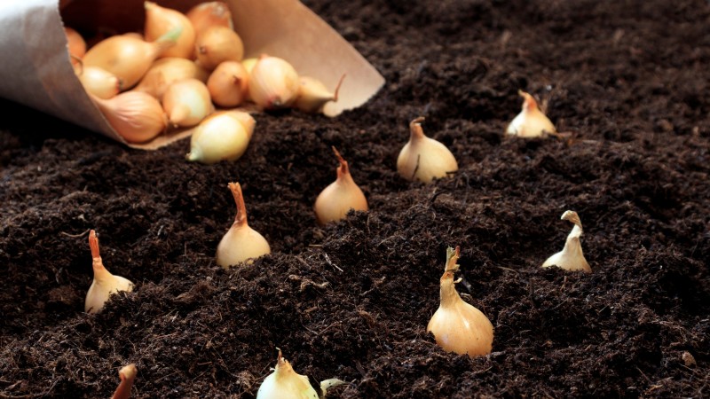 Zwiebeln:Samen vs. Sets – Welche ist die Beste für Ihren Garten? 