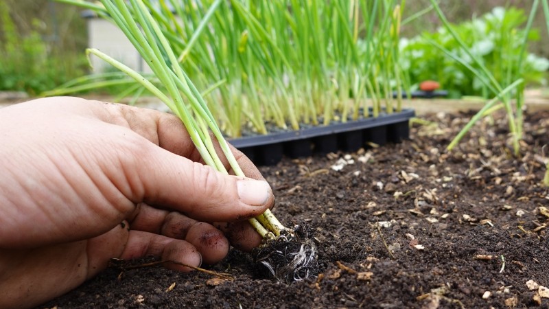 Zwiebeln:Samen vs. Sets – Welche ist die Beste für Ihren Garten? 
