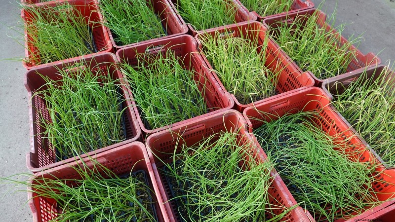 Zwiebeln:Samen vs. Sets – Welche ist die Beste für Ihren Garten? 