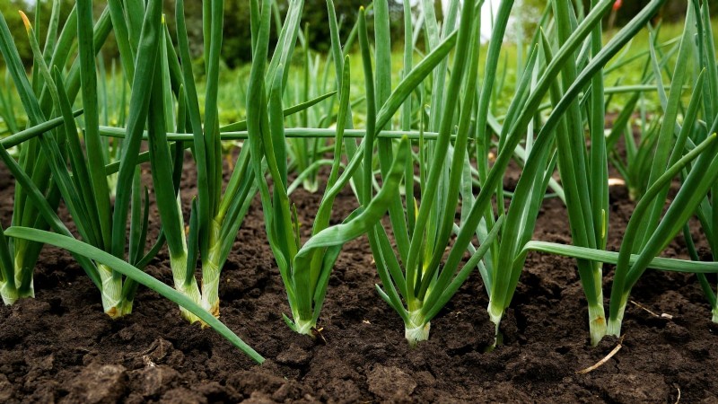 Zwiebeln:Samen vs. Sets – Welche ist die Beste für Ihren Garten? 