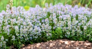 Engelse Tijm:Gids voor planten, groeien en verzorgen | [Uw websitenaam] 