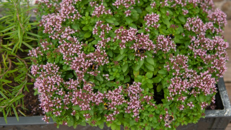 Englischer Thymian:Pflanz-, Anbau- und Pflegeanleitung | [Name Ihrer Website] 