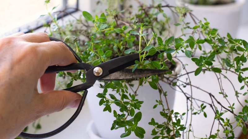 Englischer Thymian:Pflanz-, Anbau- und Pflegeanleitung | [Name Ihrer Website] 