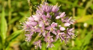 Knikkende ui:gids voor planten, groeien en verzorgen voor prachtige bloemen 